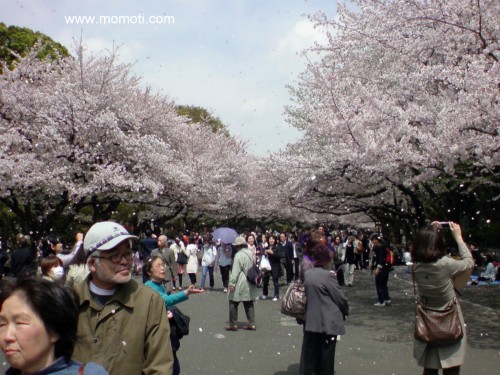 風で散る桜